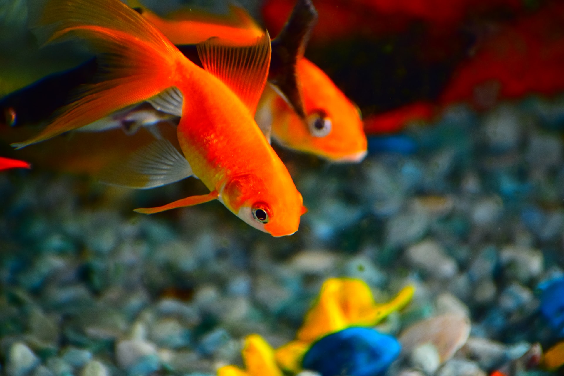 aquadine goldfish